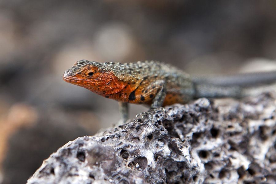 lava lizard