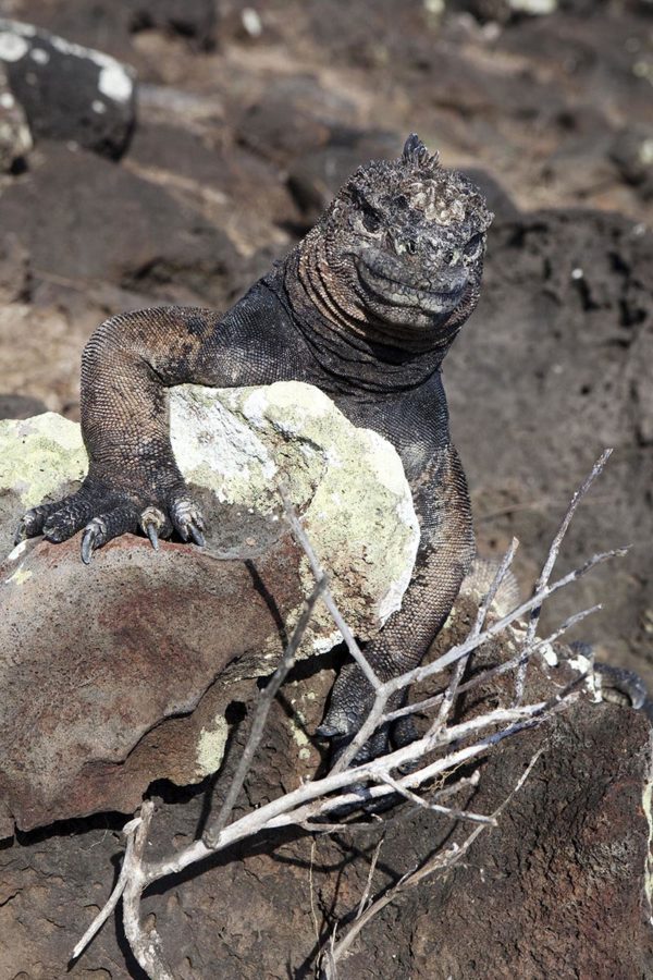 miniature Godzilla