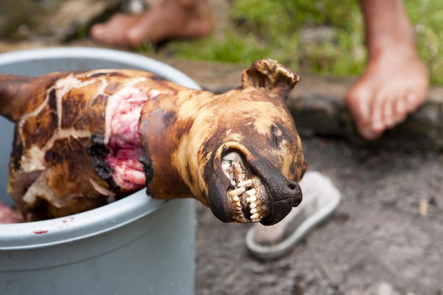 dog slaughtering