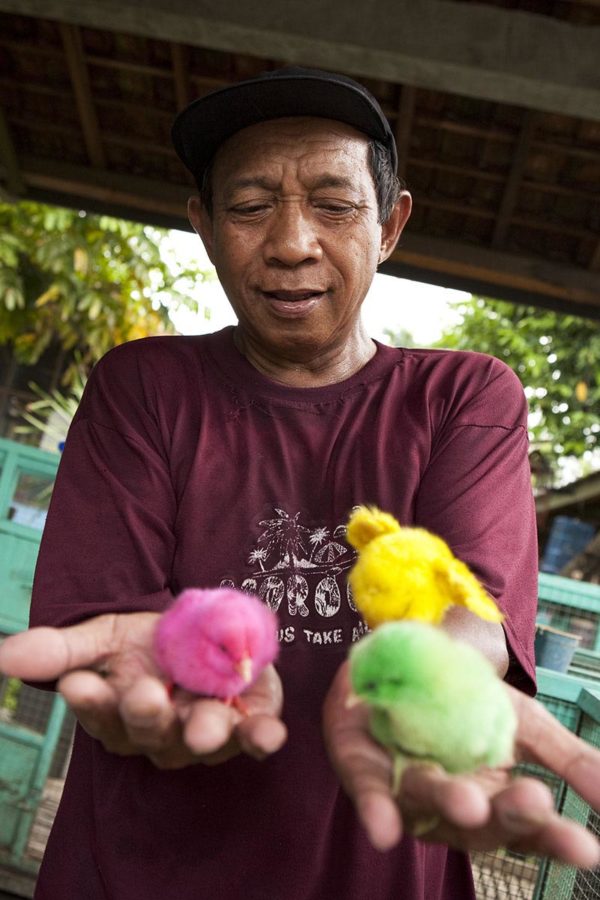 the bird market